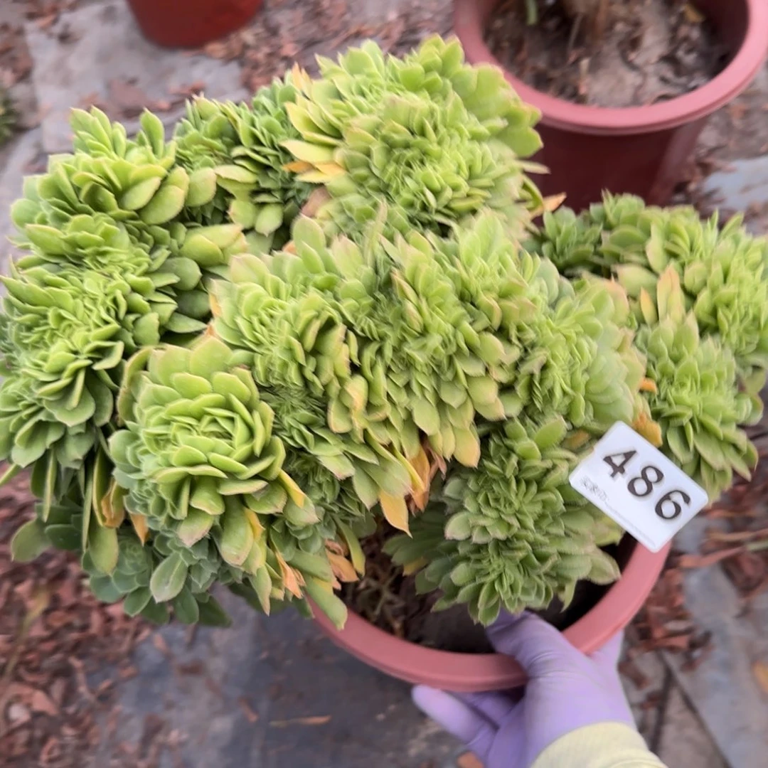 X****g486多肉植物绿缀