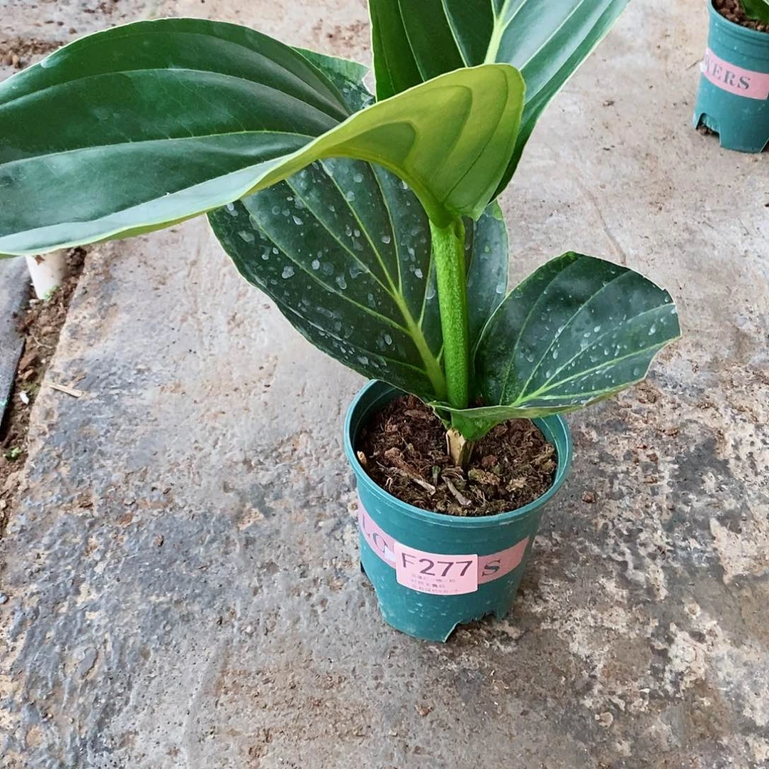 无花朵莲木本花卉277叶损