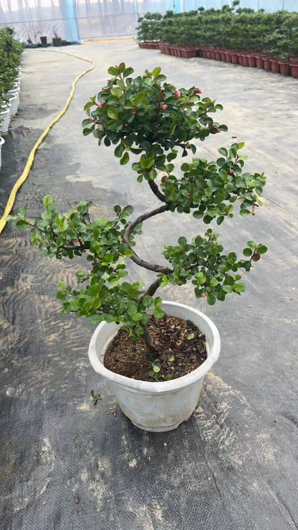 珍珠梅红花荀子盆景盆栽造型美观一物一拍