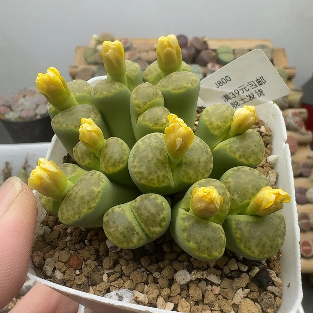 800多肉哈哈哈哈哈给哈