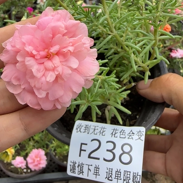 无花朵F238超小苗盆口10cm