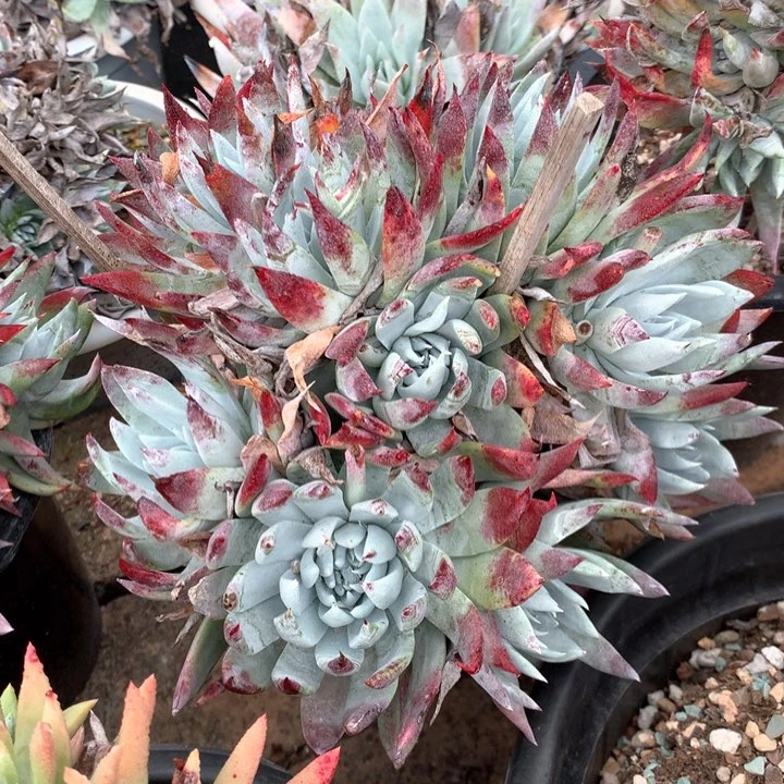 苹果叶雪山二代，多肉植物