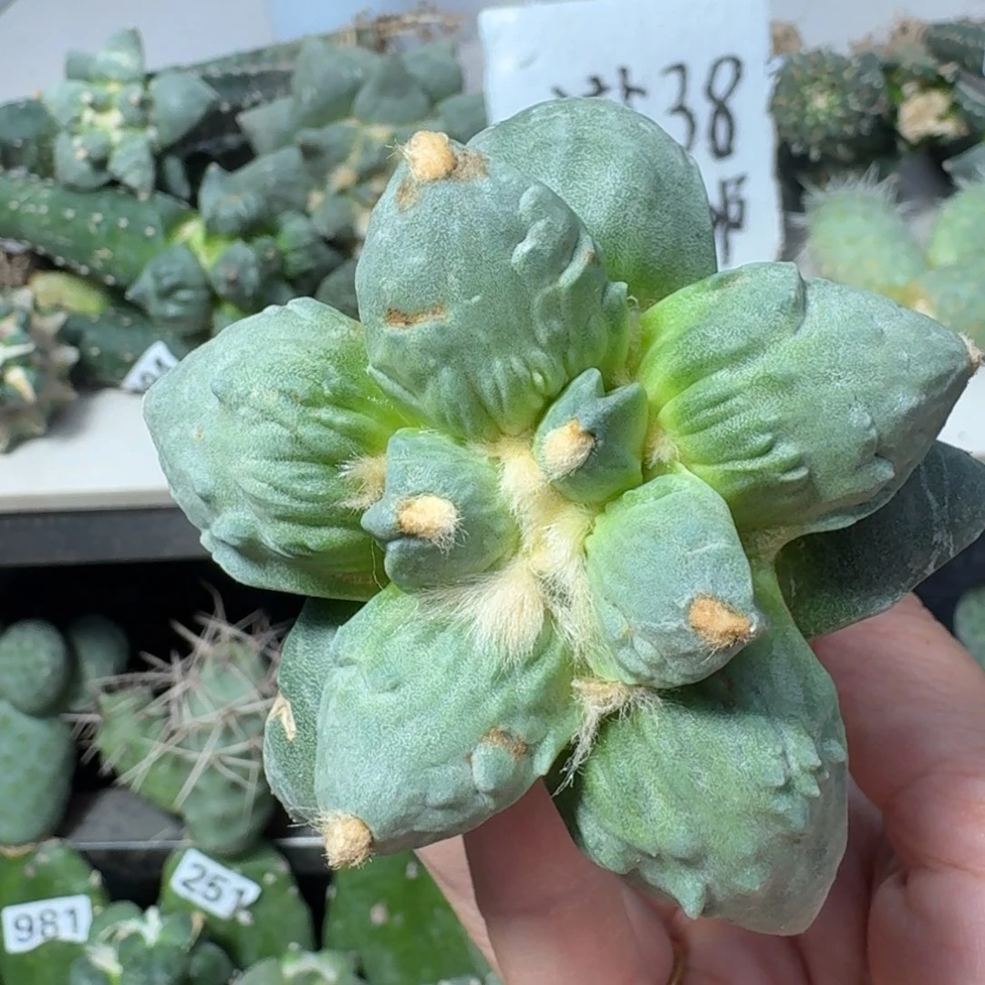 【闪购商品】无花朵用****3怒涛496