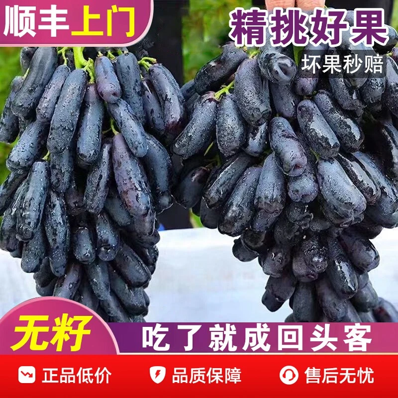 顺丰快递陕西蓝宝石葡萄佛手指美人指无籽无核新鲜采摘脆甜爽口