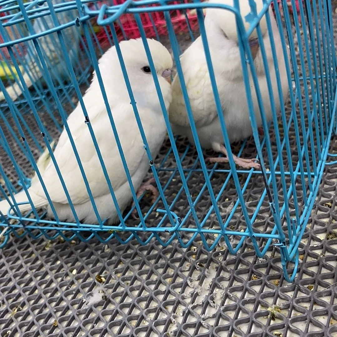 宇***宠虎皮鹦鹉虎皮鹦鹉