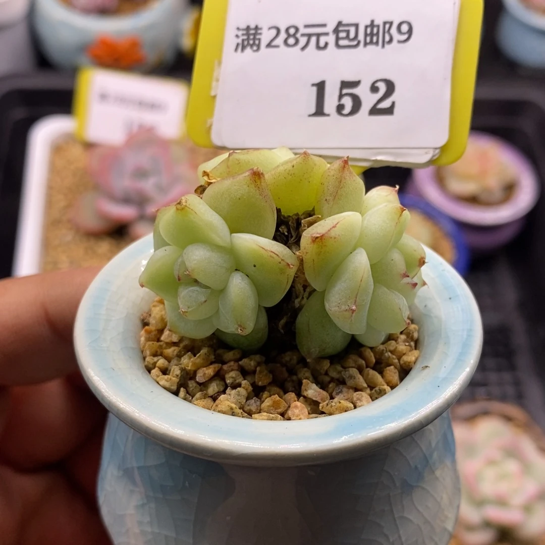 9152白泽三头群多肉