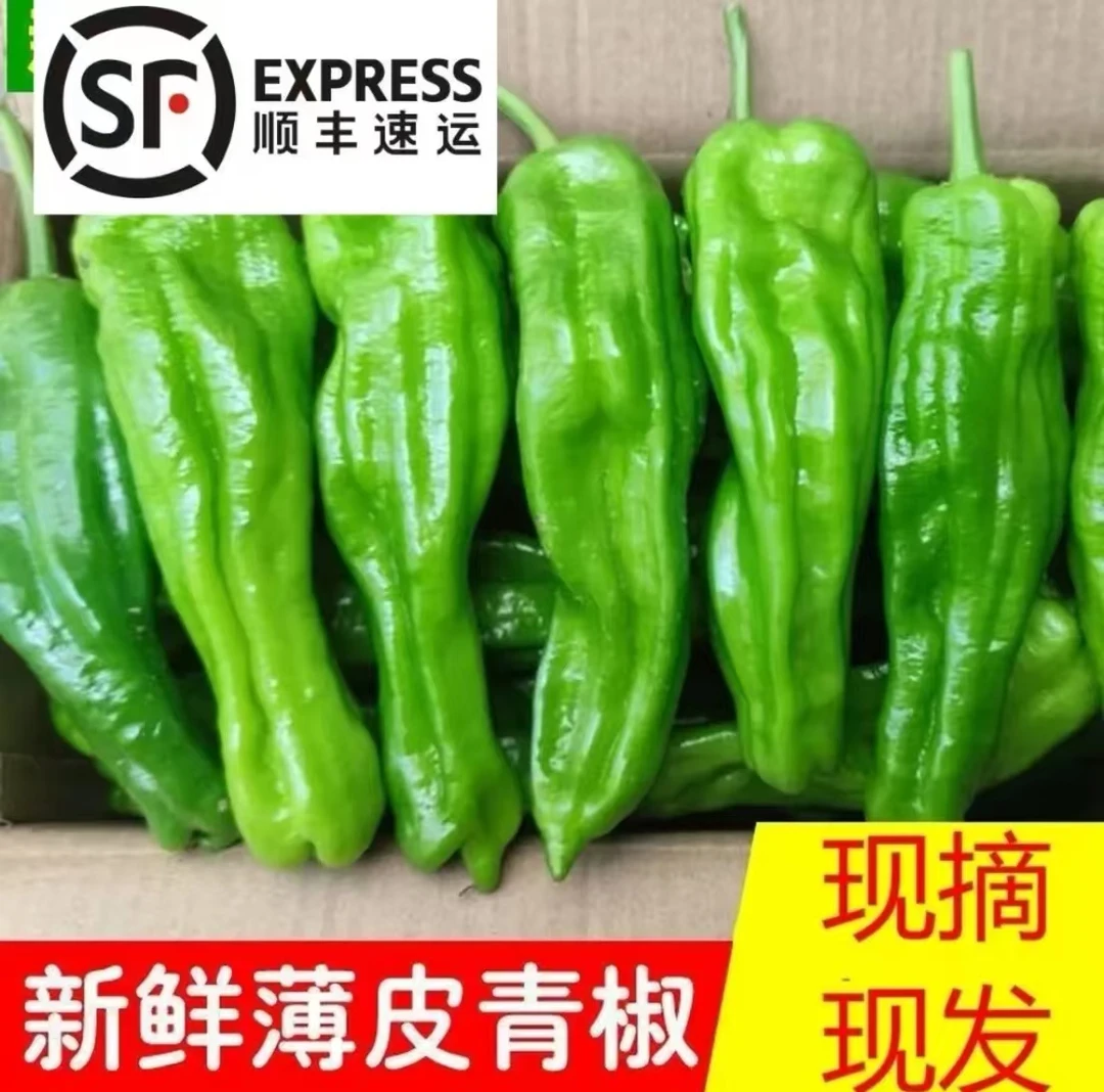 苏北自种新鲜辣椒薄皮微辣虎皮菜椒现摘青椒不辣蔬菜青皮辣椒包邮
