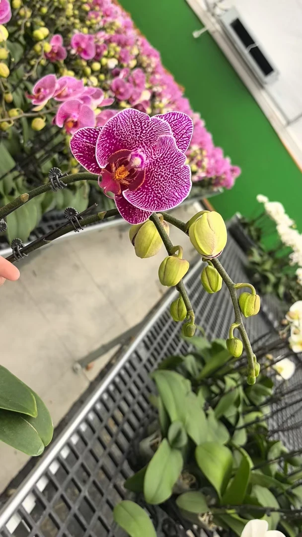 蝴蝶兰大花朵【法国斑蝶】盆栽室内花卉绿植带花适合客厅摆放