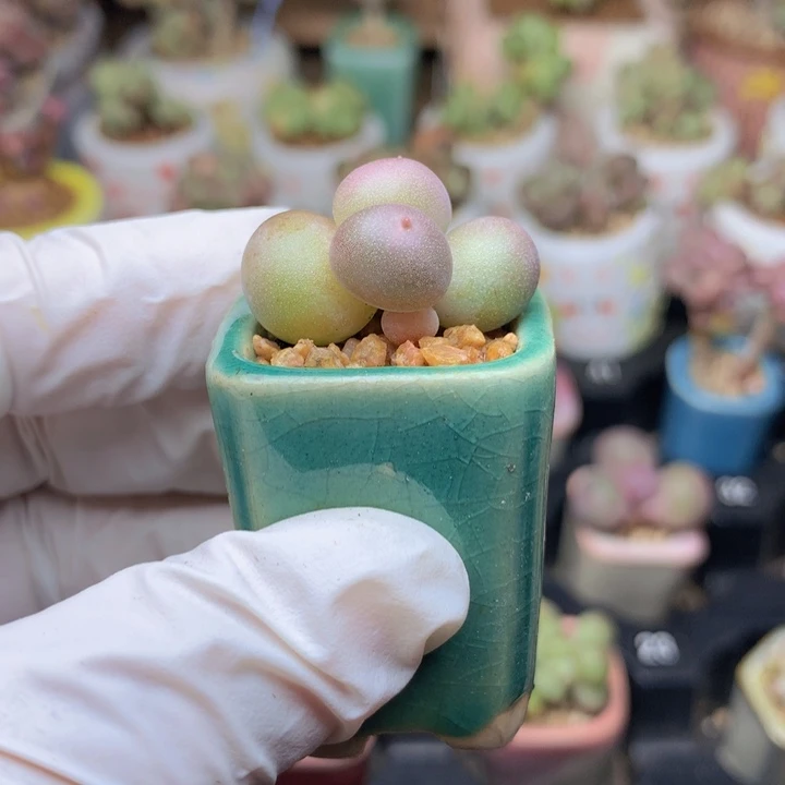 米可奶酪 一点木质 胖胖的