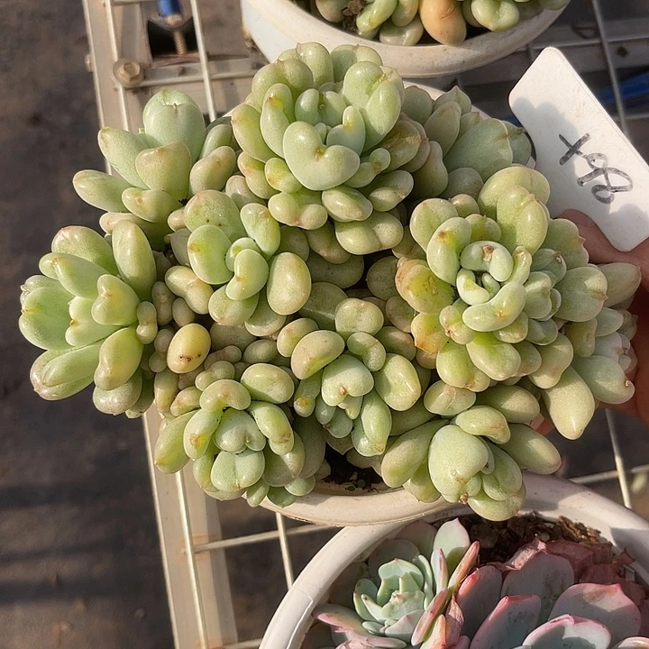 福利出肉，两单包邮98比尔盖茨