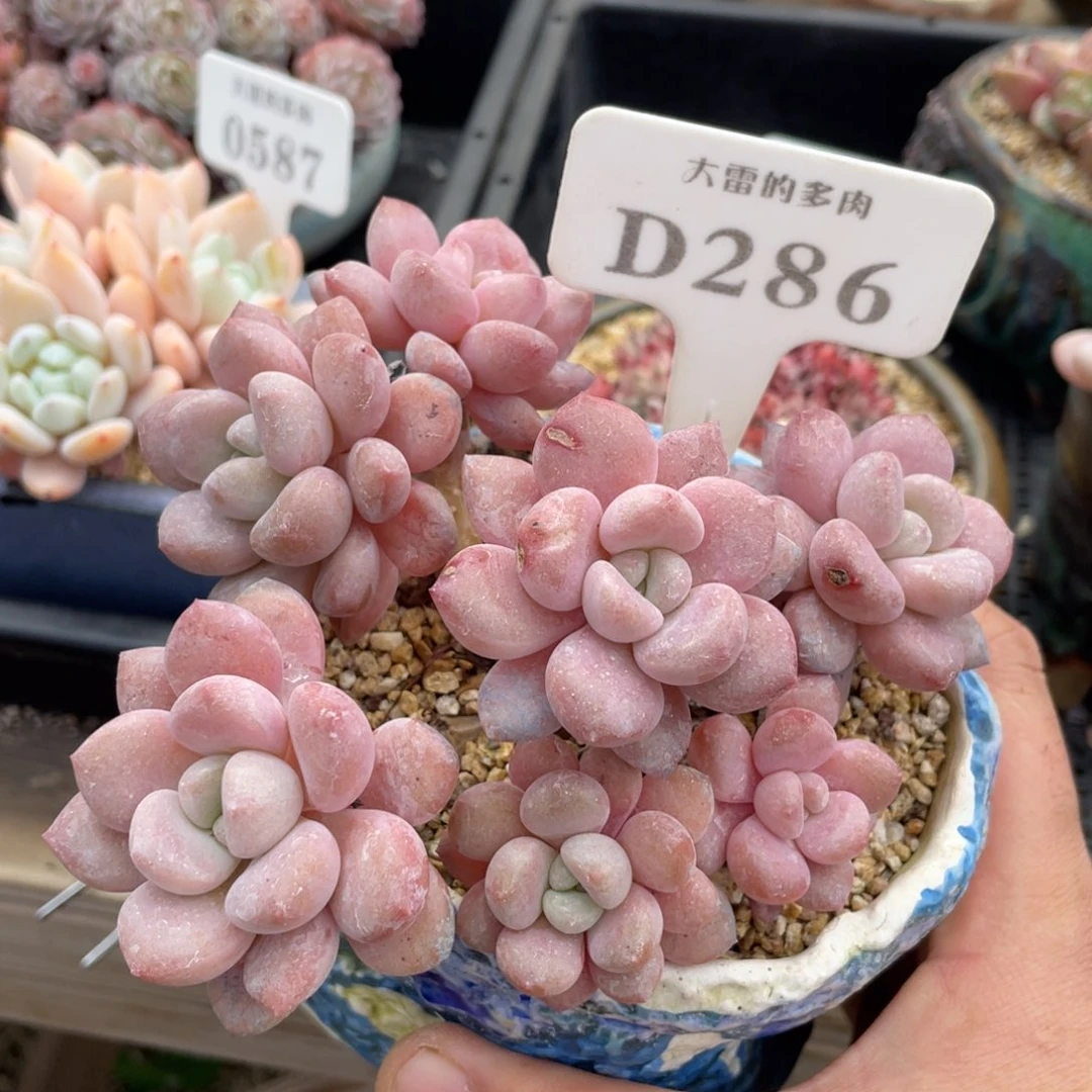 286白鹭不带盆13厘米