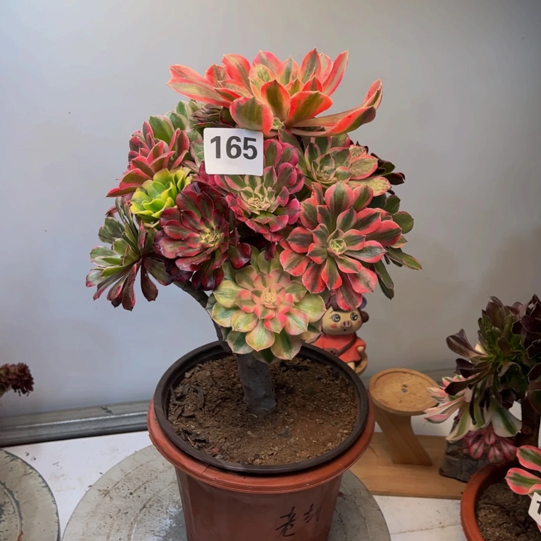 多肉植物嫁接165法师