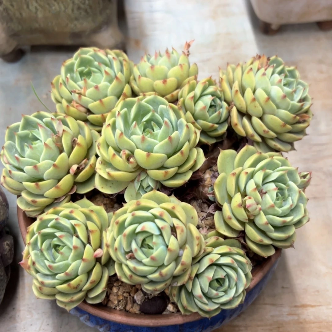 笨吧18 零零多肉植物