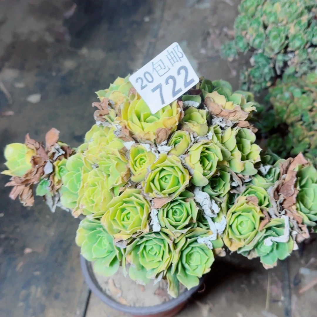 绿羊绒多肉722满20包邮断枝不包