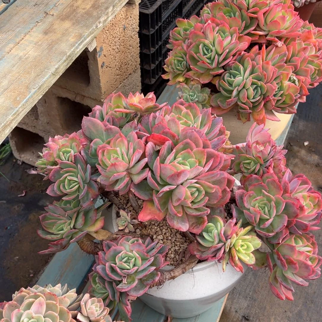 老桩绮罗裸根悬崖