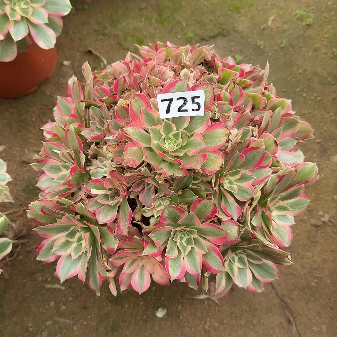 多肉植物叶罗刹725