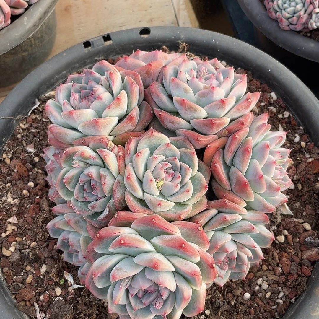 阿尔巴佳人群生多肉