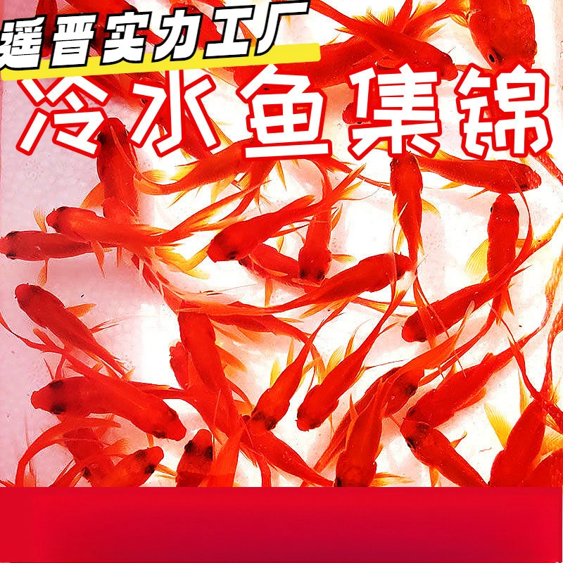 金鱼苗活养好养养小宠物活鱼小鱼耐的观赏鱼小金鱼不死金鱼不死