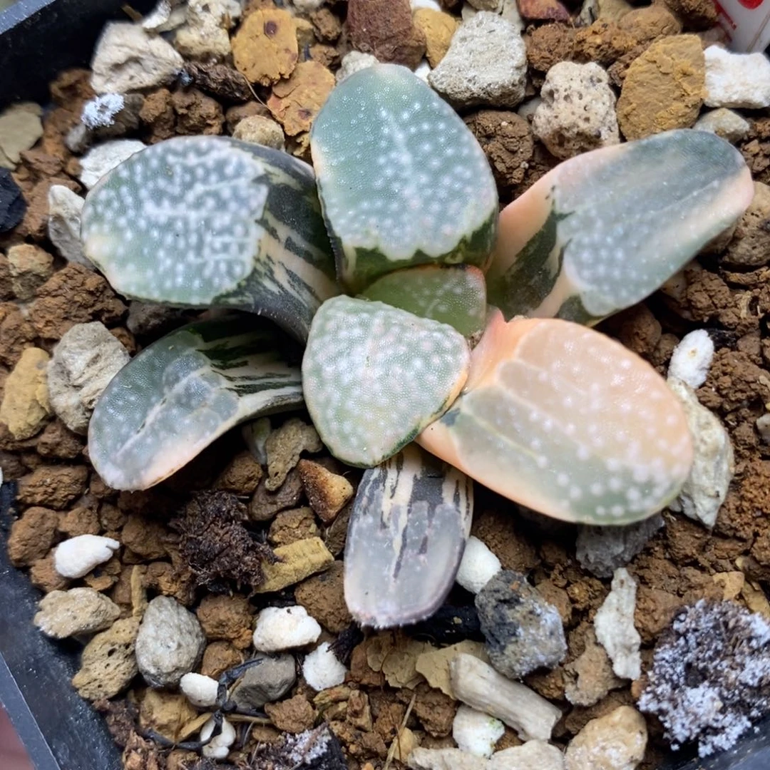 259点点寿锦一物一拍