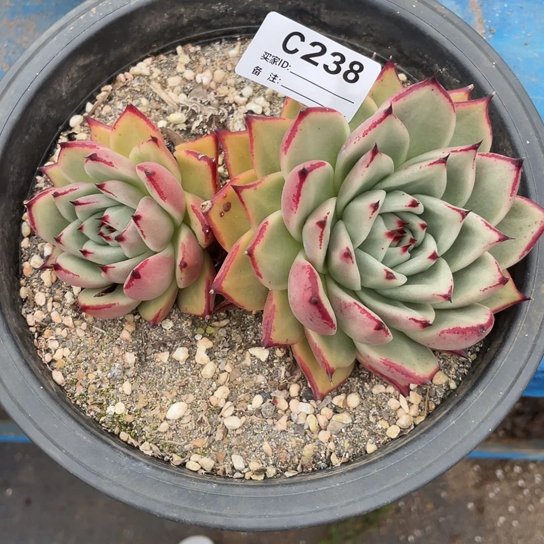若如东云单拍C238