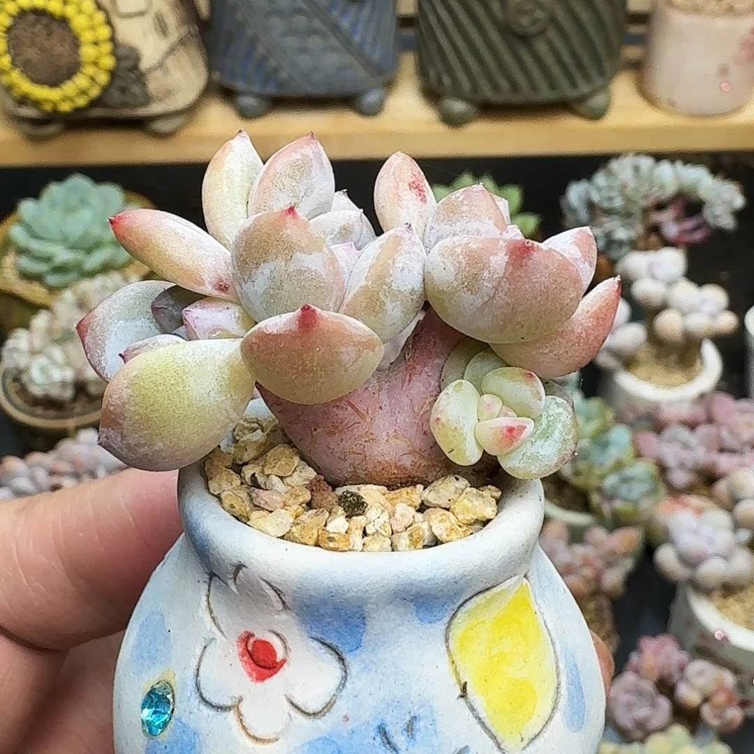 多肉紫石榴星影朵朵