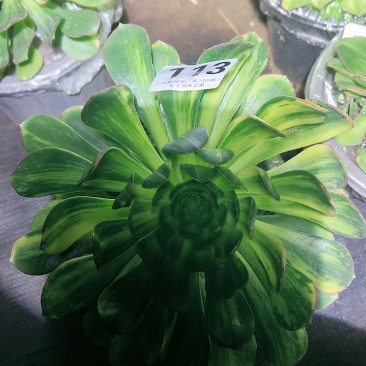 子*113多肉植物、彩蝶