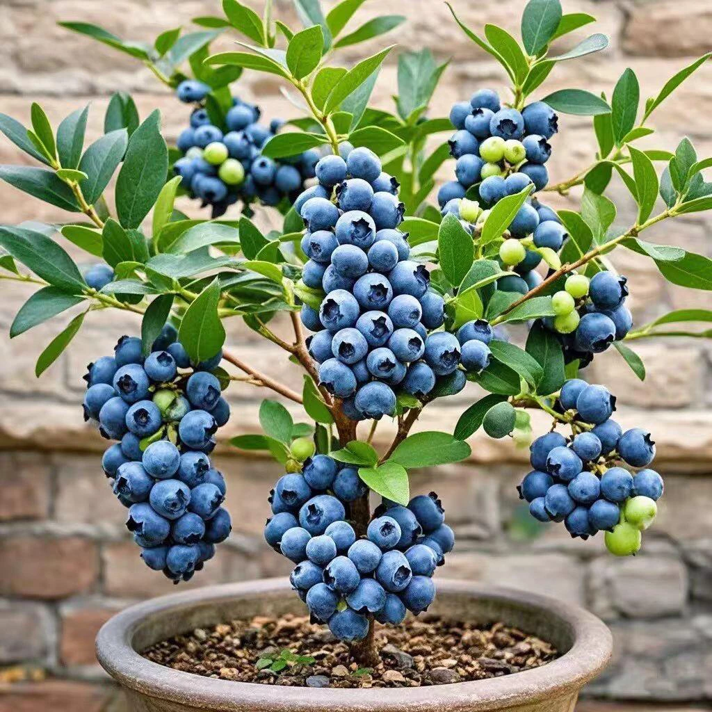 （5年）蓝莓树苗盆栽带果适合南北方种植阳台地栽耐寒果树苗