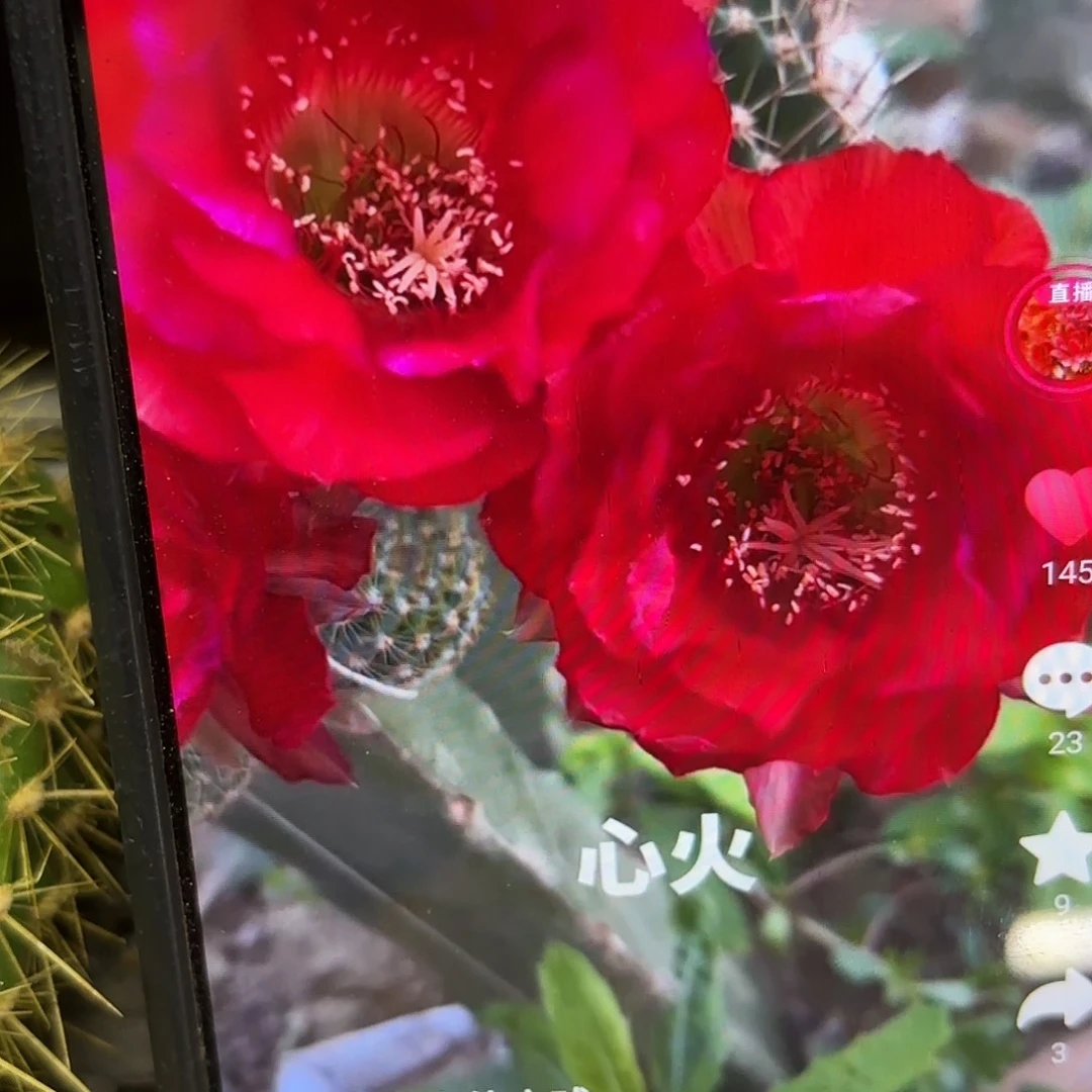 心火彩侧牙20包邮25