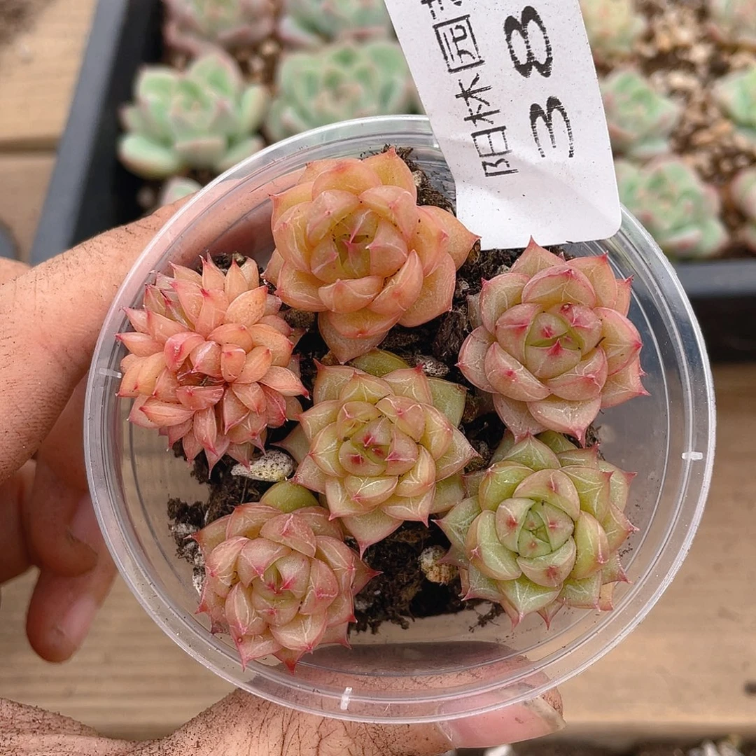 多肉植物多肉植物384