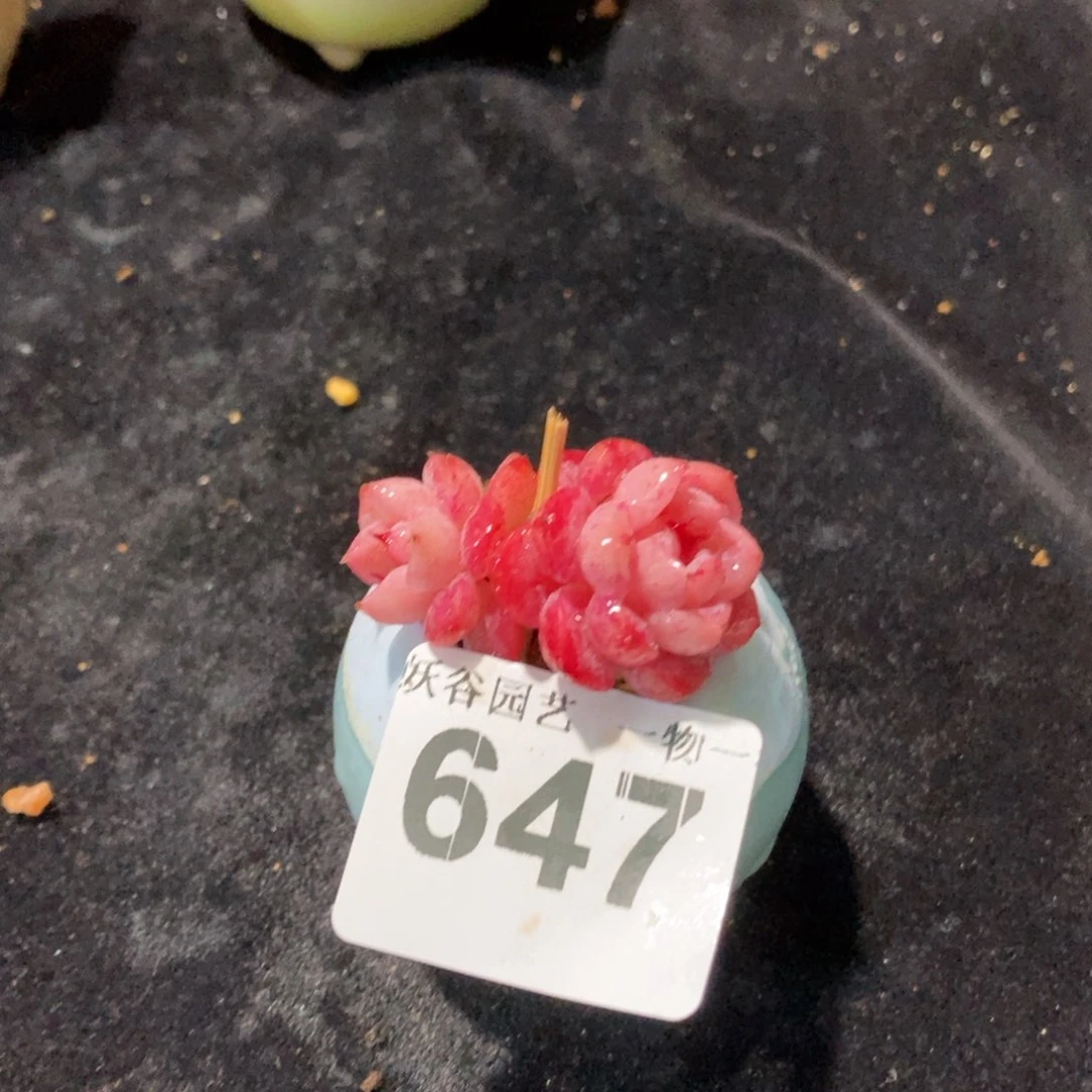 647带盆土发货111