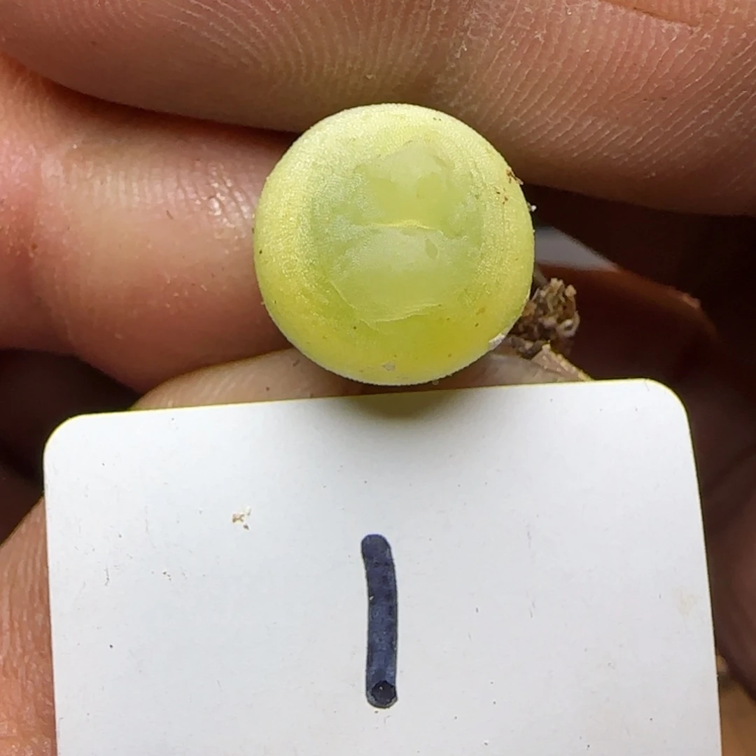 拉登1200尺寸1.3。