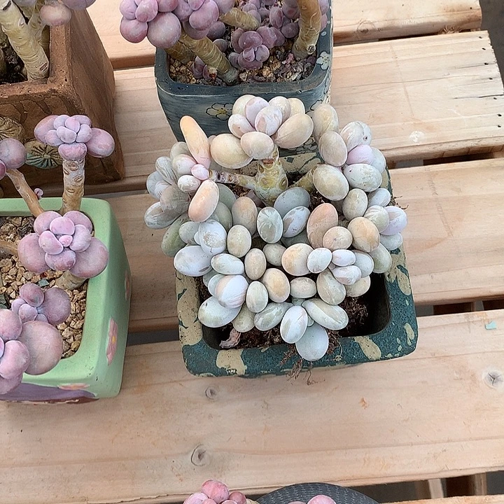 哦进咯哦来咯女魔lol困墨迹