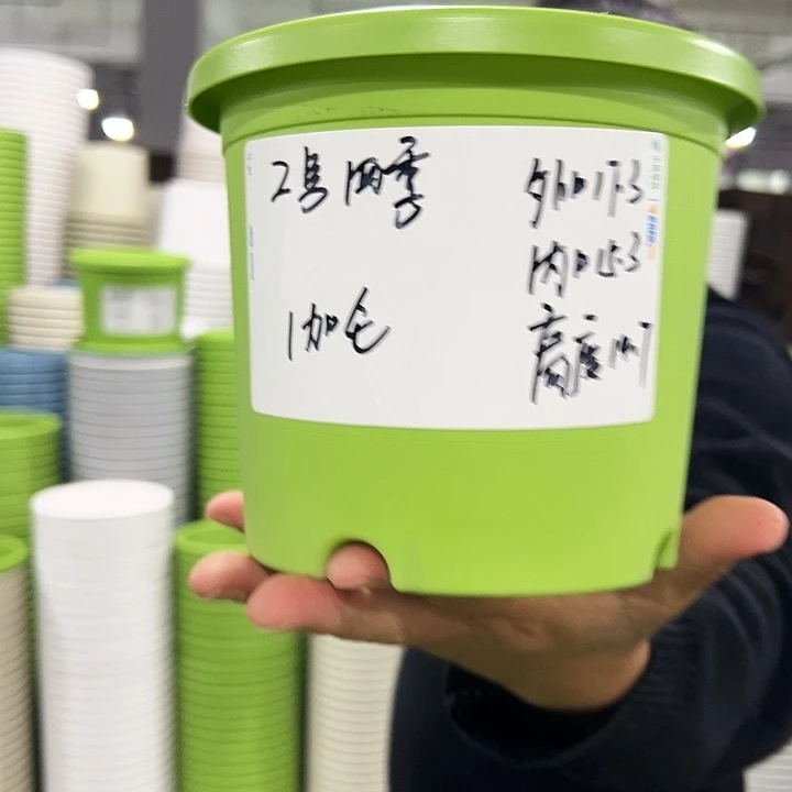 特价2号四季口17高14果绿色10个无托