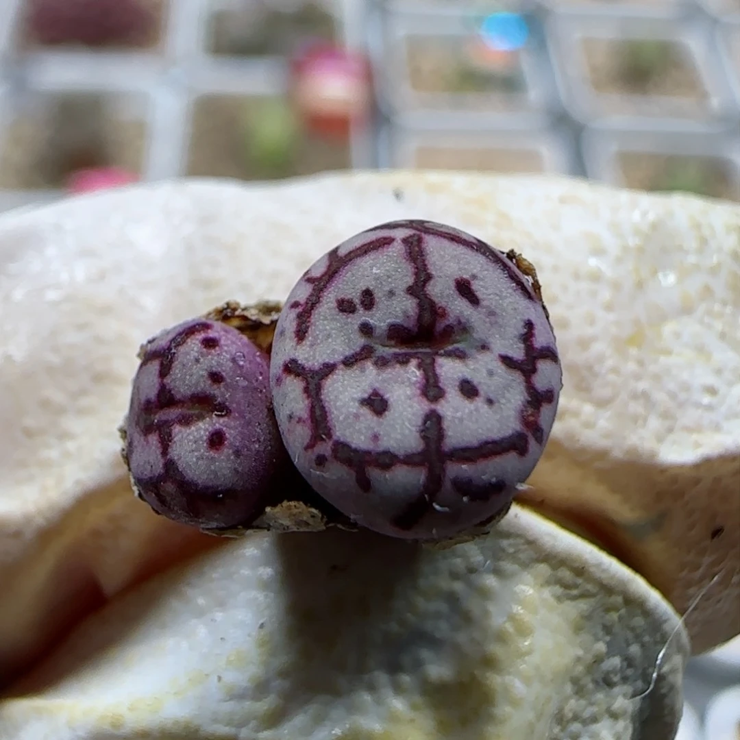 2-19-2-6-1当天满58包邮八重墨0.7cm多肉脱土