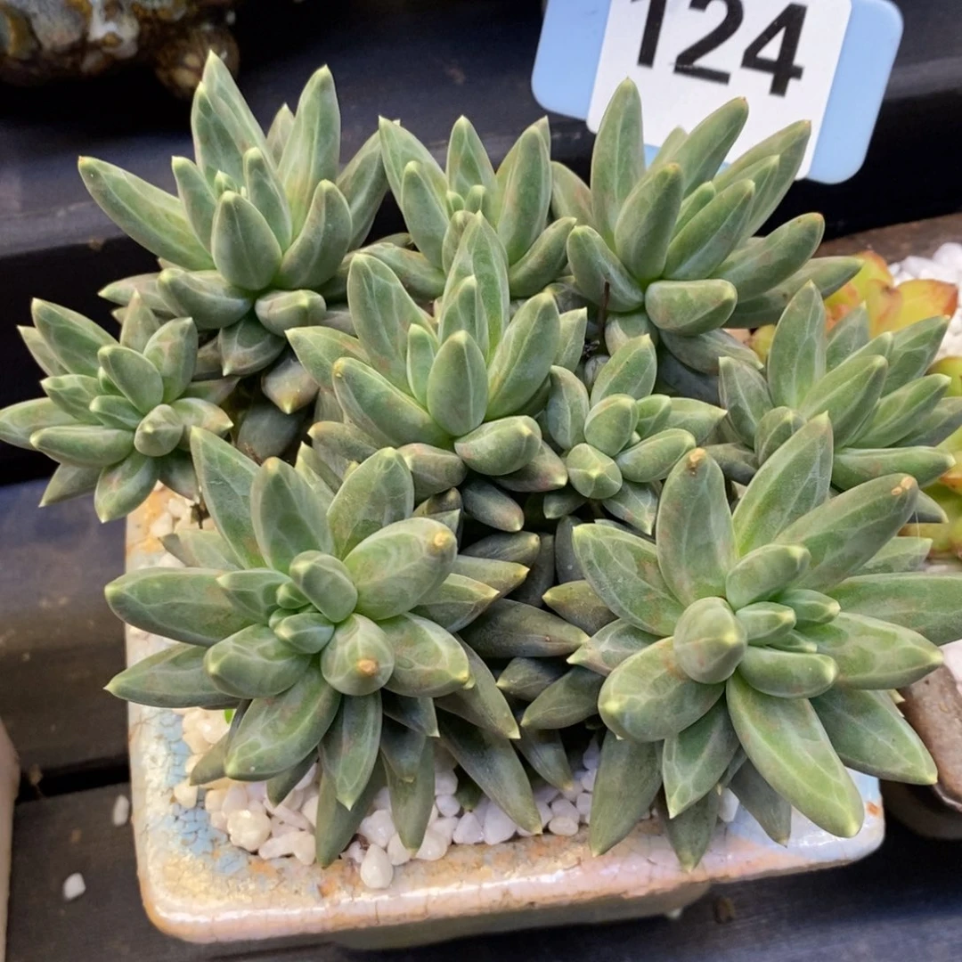 乌拉克拉多肉植物盆栽