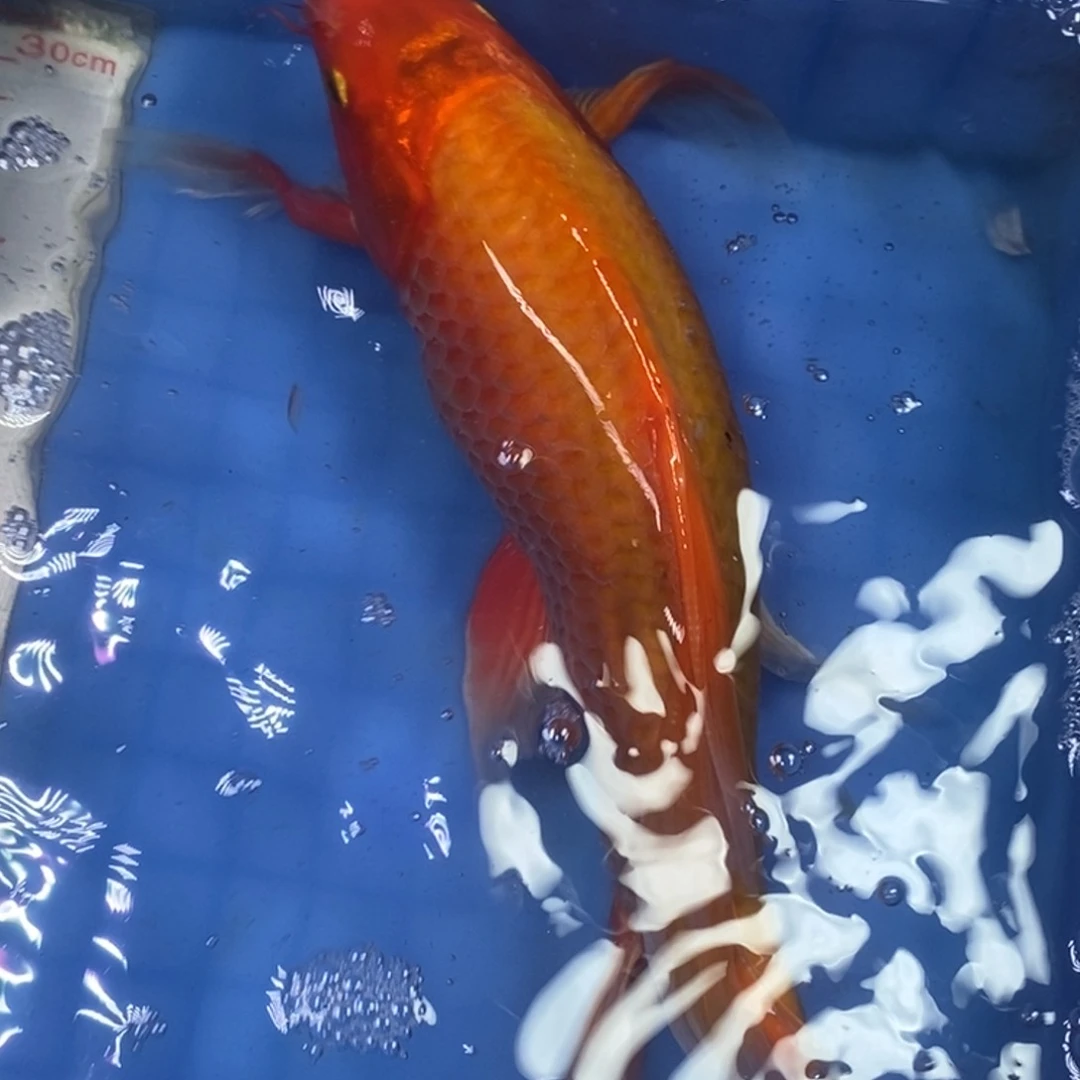 锦鲤冷水锦鲤包邮