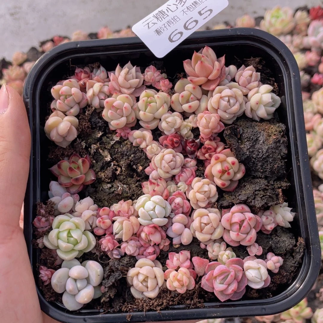 云糖心多肉植物665