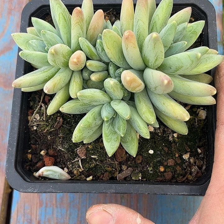 啊迪斯托 三头群 尺寸13