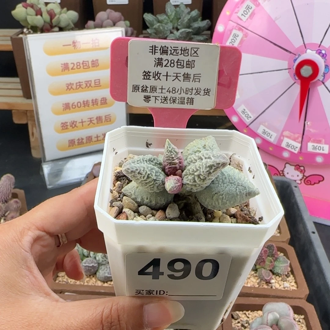 ʚ***ɞ490倒刺冰淇淋多肉植物补差