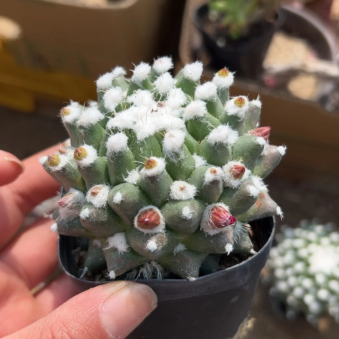多肉植物多肉植物
