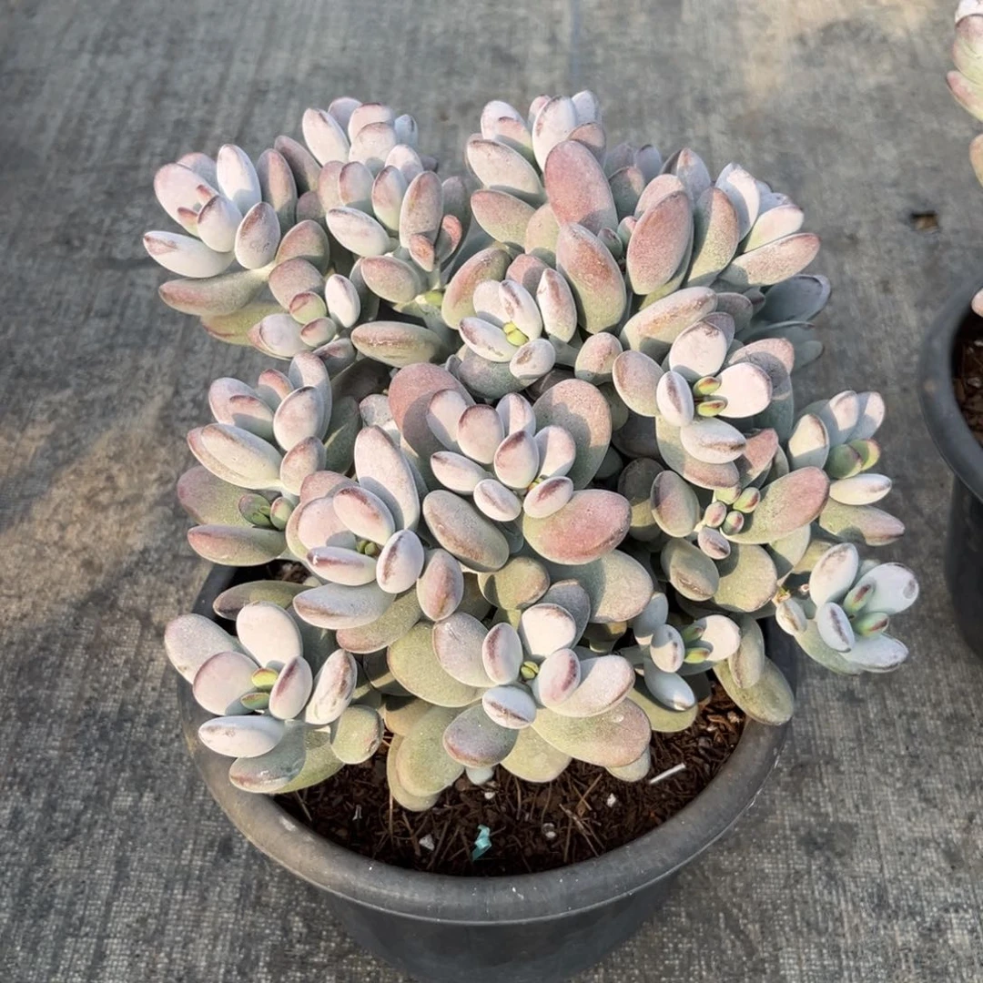 棠颂花卉一物一拍  乒乓福娘 畅享