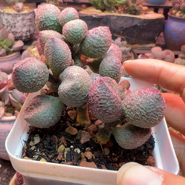 一物一拍，感谢支持