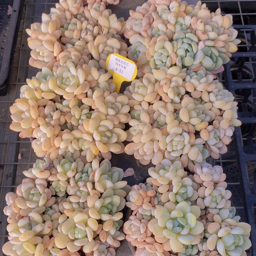 4-51-精品冷香拼盘一盒 带盆土