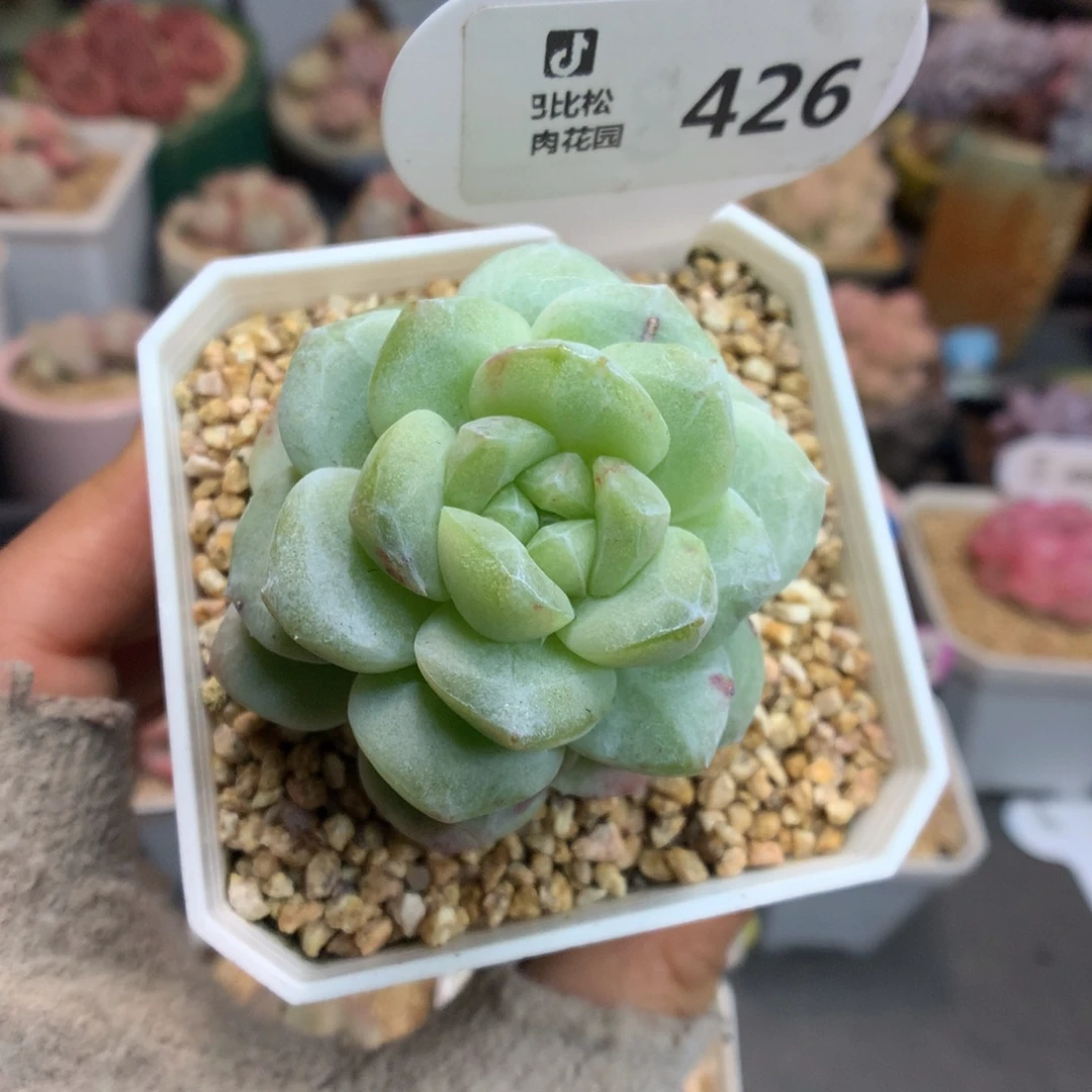 426翡翠冰玉石化多肉