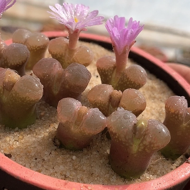 25550鲑鱼粉杂一颗