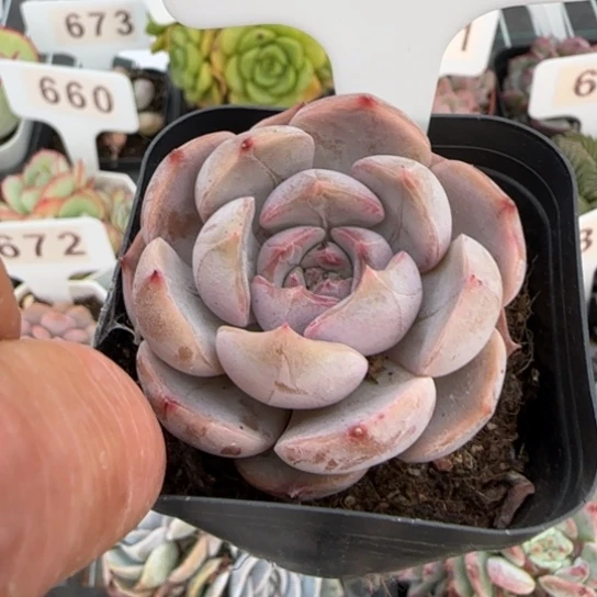 657夜莺一物一拍多肉