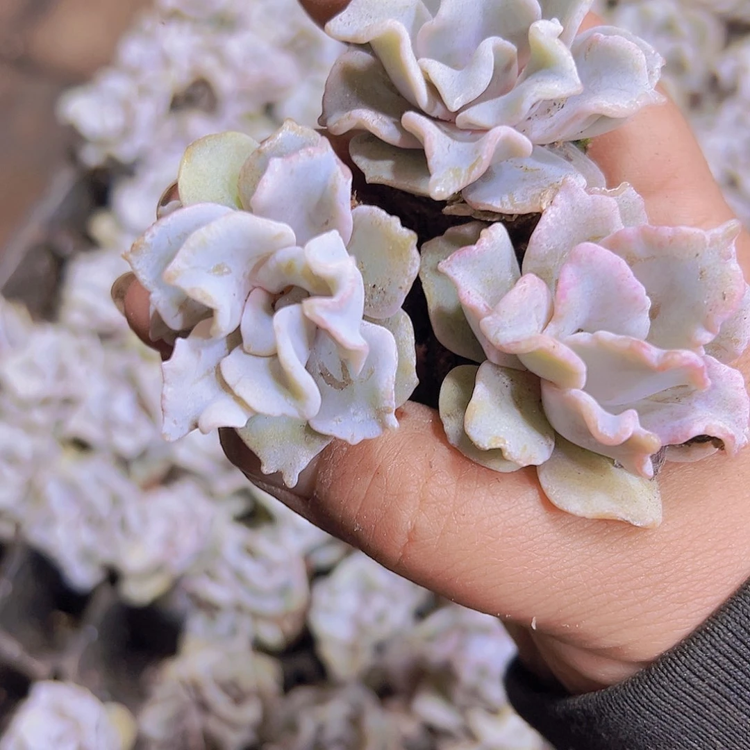 白饺子皮3个19包邮