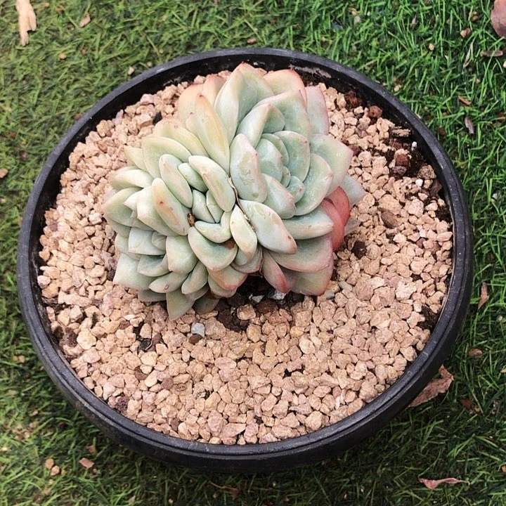 泡芙朵缀多肉植物