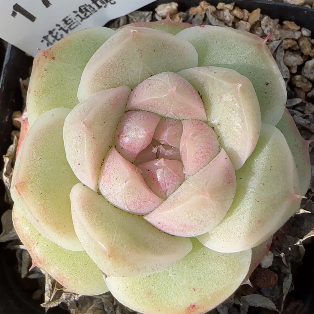 花语逸镜0131-177