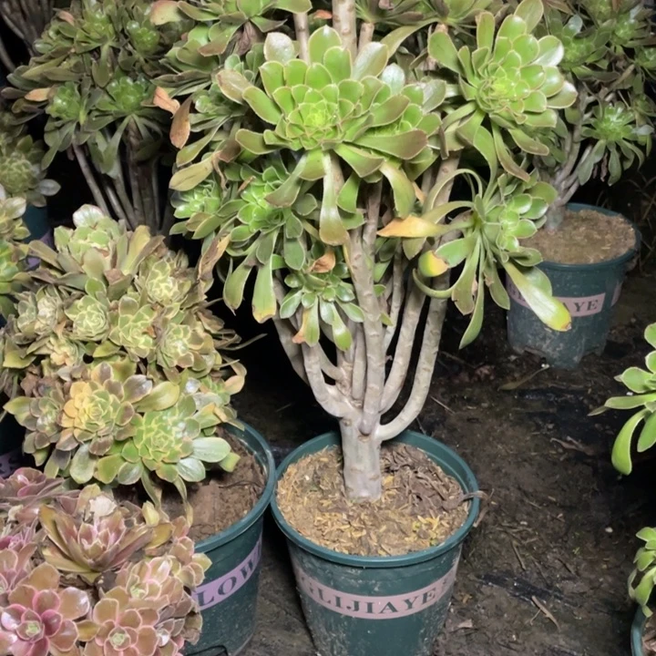 38原始绿法师多肉植物